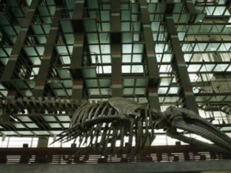 Biblioteca Vasconcelos.